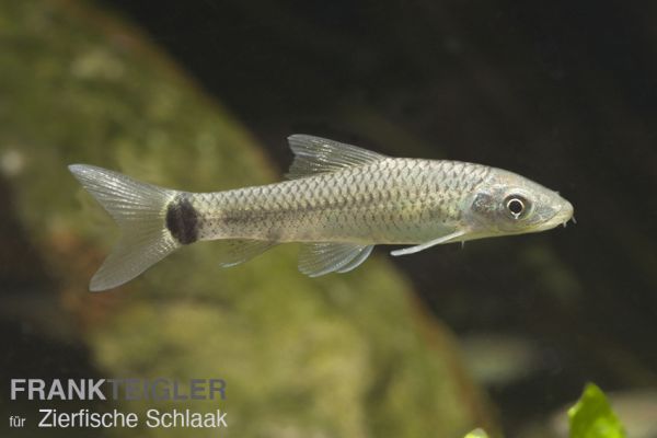 Netzpinselalgenfresser/ Crossocheilus reticulatus